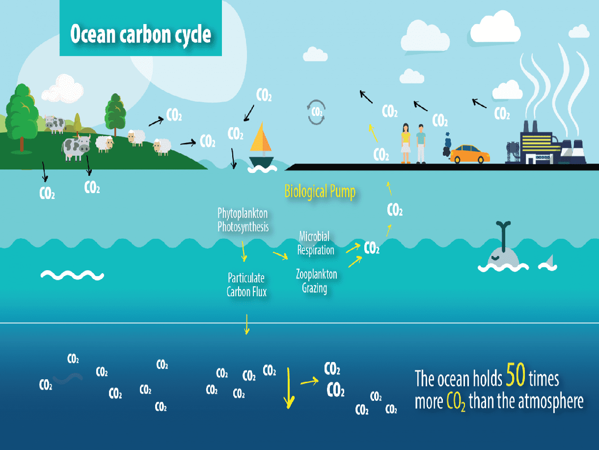 Carbon Emission Causes High Microbial Fluctuations In Soil