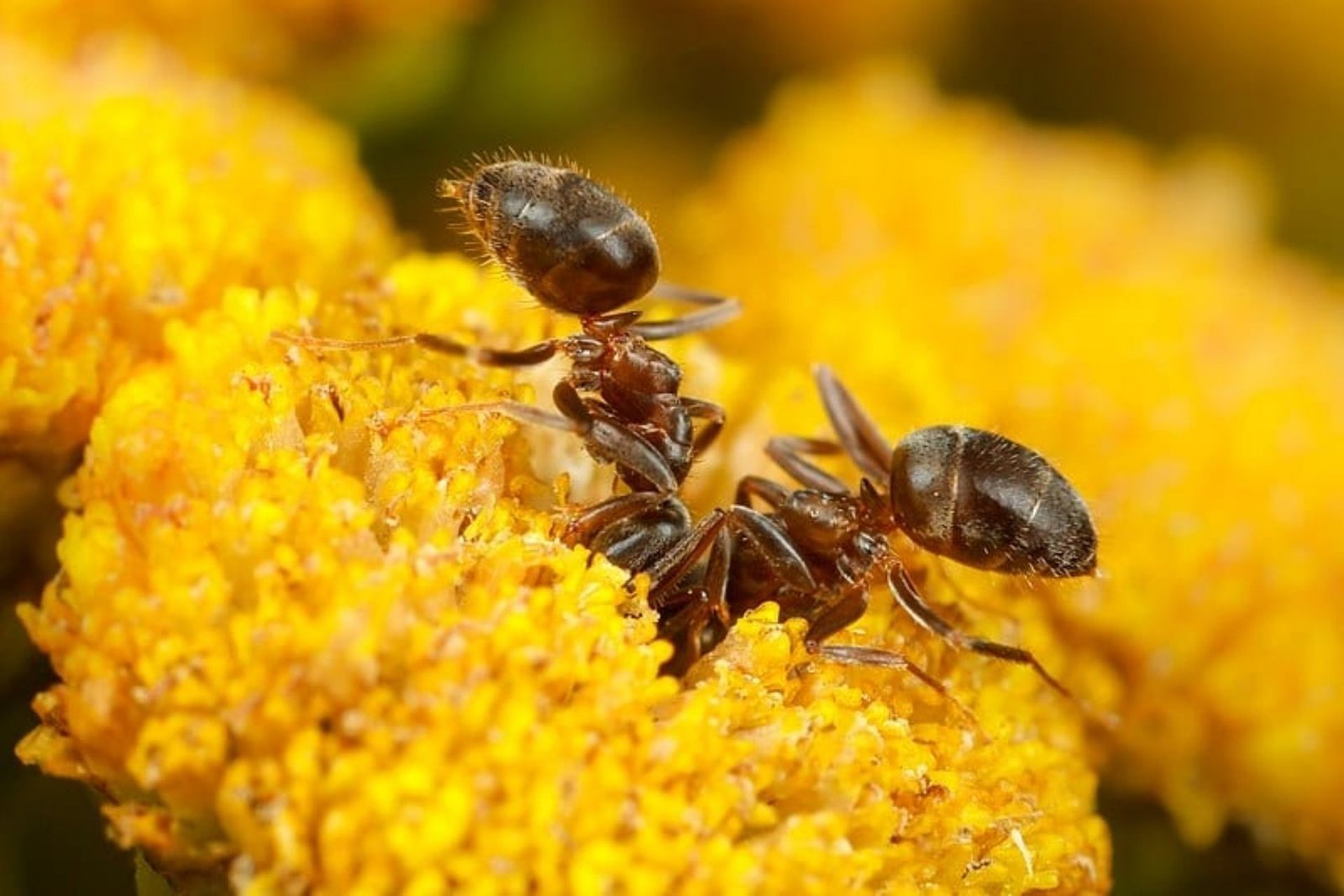 Effective Ant-Removal Methods That Do Not Require The Use Of Harsh Chemicals