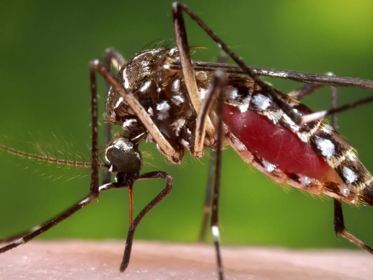 DENGUE