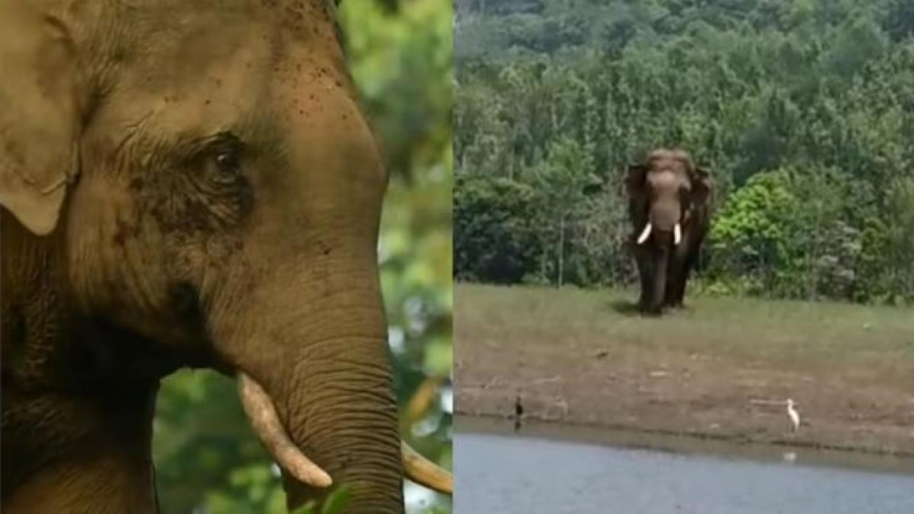 The presence of two elephants, including the infamous Baahubali, triggered panic and halted vehicular movement on Ooty-Mettupalayam Road. Forest Department officials managed to guide the tusker back into Nellithurai reserve forest by utilizing a loud noise technique.
