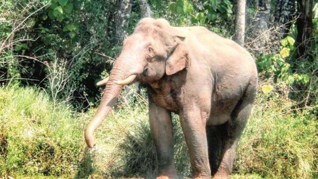 The Tamil Nadu government has successfully tranquilized Arikomban, a wild tusker that had been causing disturbances in the region. Efforts are now underway to translocate the tusker to a suitable habitat in a deep forest. However, the government has chosen not to disclose the exact location. 