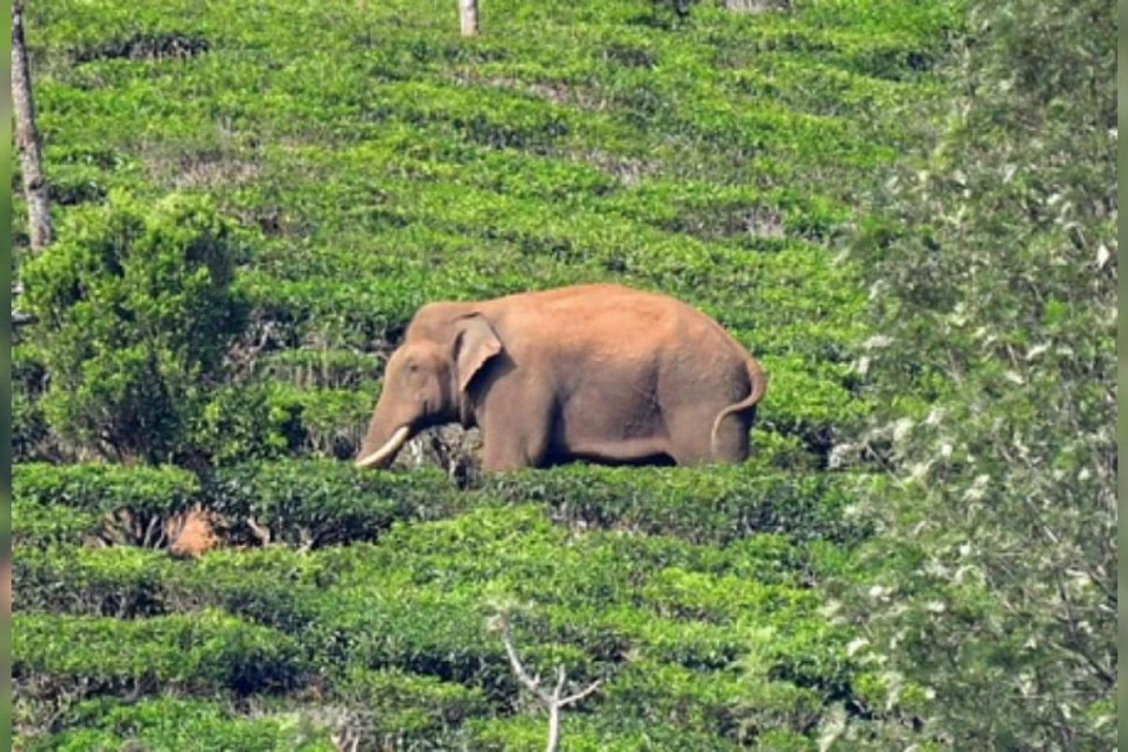 The Tamil Nadu government has successfully tranquilized Arikomban, a wild tusker that had been causing disturbances in the region. Efforts are now underway to translocate the tusker to a suitable habitat in a deep forest. However, the government has chosen not to disclose the exact location. 