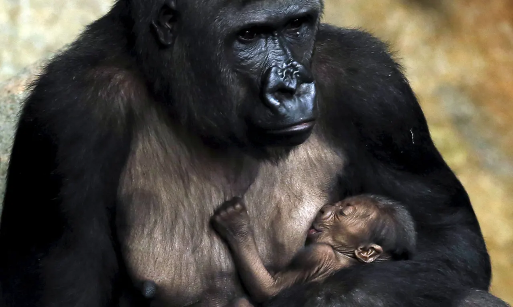 In a heartwarming viral video, a baby gorilla exhibits remarkable bravery by intervening in a fight to protect its mother. Watch the extraordinary bond and courage displayed by these incredible animals. 