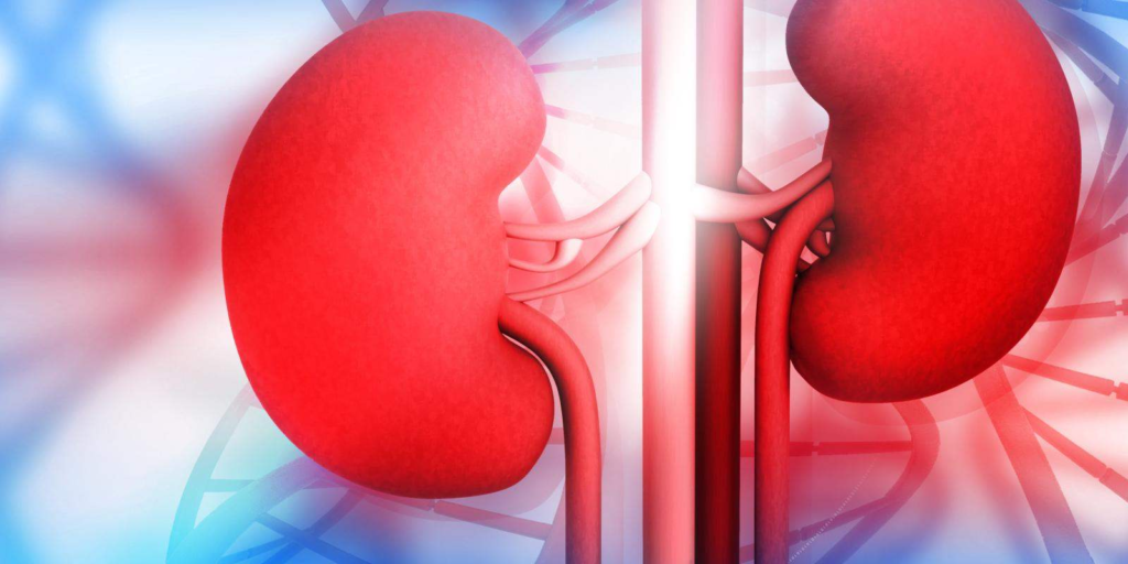 Ayurveda offers effective and safe methods for maintaining kidney health. Discover Ayurvedic tips such as staying hydrated, kidney detoxification with herbal remedies, following a balanced diet, and controlling blood pressure and sugar levels. Learn how Ayurveda can naturally promote kidney health without side effects.