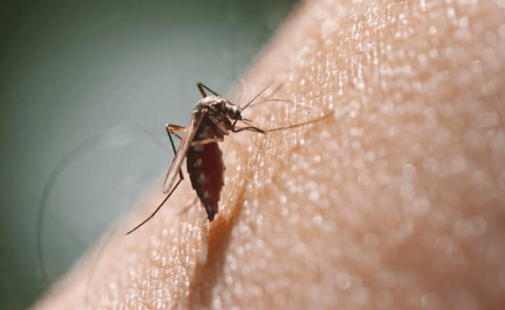  Dengue cases are on the rise in Delhi, with 56 fresh cases reported last week. The total number of dengue cases in the city has now reached 243. Malaria and Chikungunya cases have also been reported, but there have been no recorded cases of Chikungunya in the city for the third consecutive week.