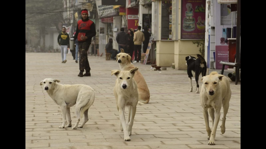 "Chandigarh grapples with a concerning spike in dog bite cases, surpassing 10,000 this year compared to 5,365 in 2022. The aftermath of a recent court judgment and a senior citizen's harrowing experience shed light on urgent public safety concerns."
