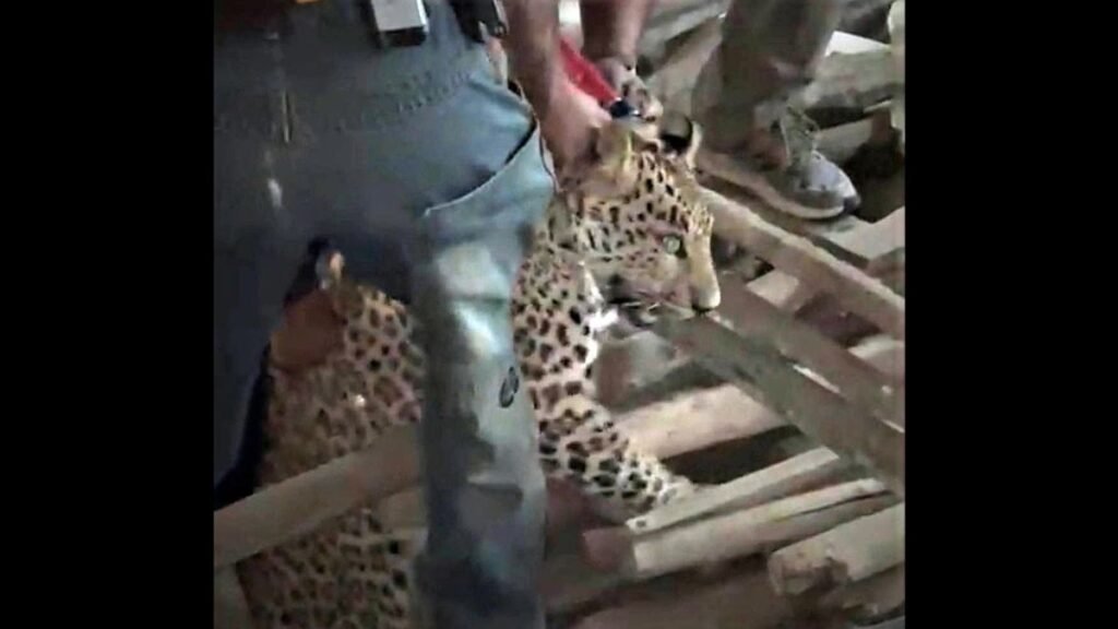 Experience the intense moments as a leopard outwits captivity in Pune Zoo. Exclusive CCTV footage reveals the feline's daring escape, prompting heightened security measures and an ongoing investigation. Stay informed on this wildlife incident.
