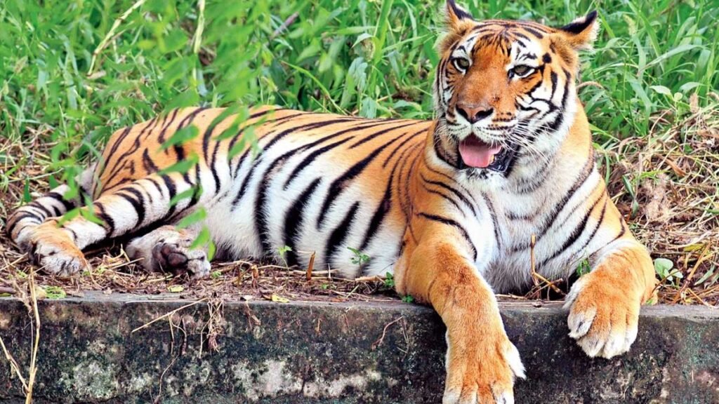 A Kenyan delegation has presented a draft Memorandum of Understanding (MoU) on wildlife conservation to India's tiger authority. This initiative aims to strengthen cross-border efforts in protecting endangered species and promoting sustainable conservation practices.





