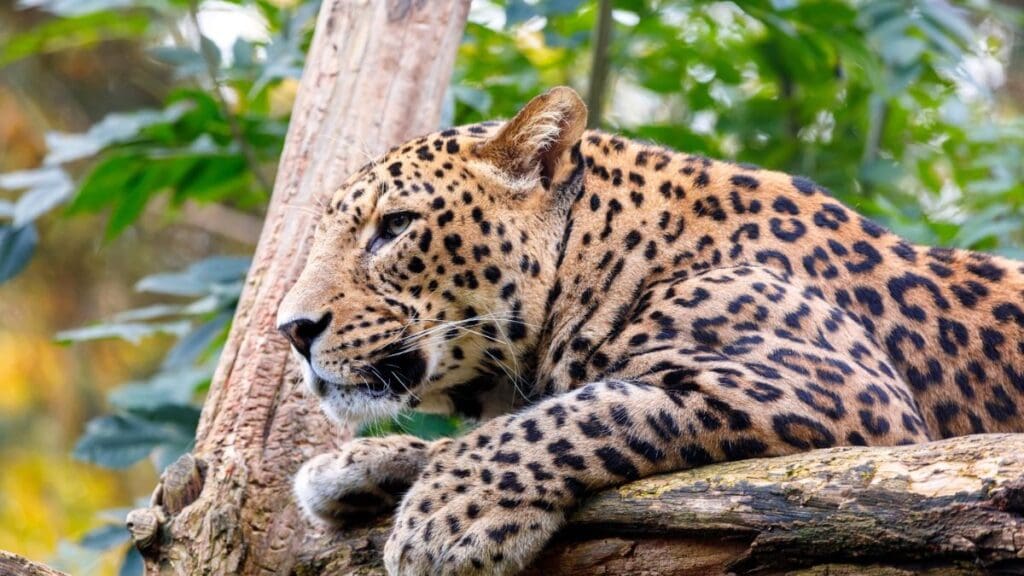 "A cheetah's drowning at Kuno National Park raises alarms, with fears of possible poisoning jeopardizing the cheetah conservation efforts."