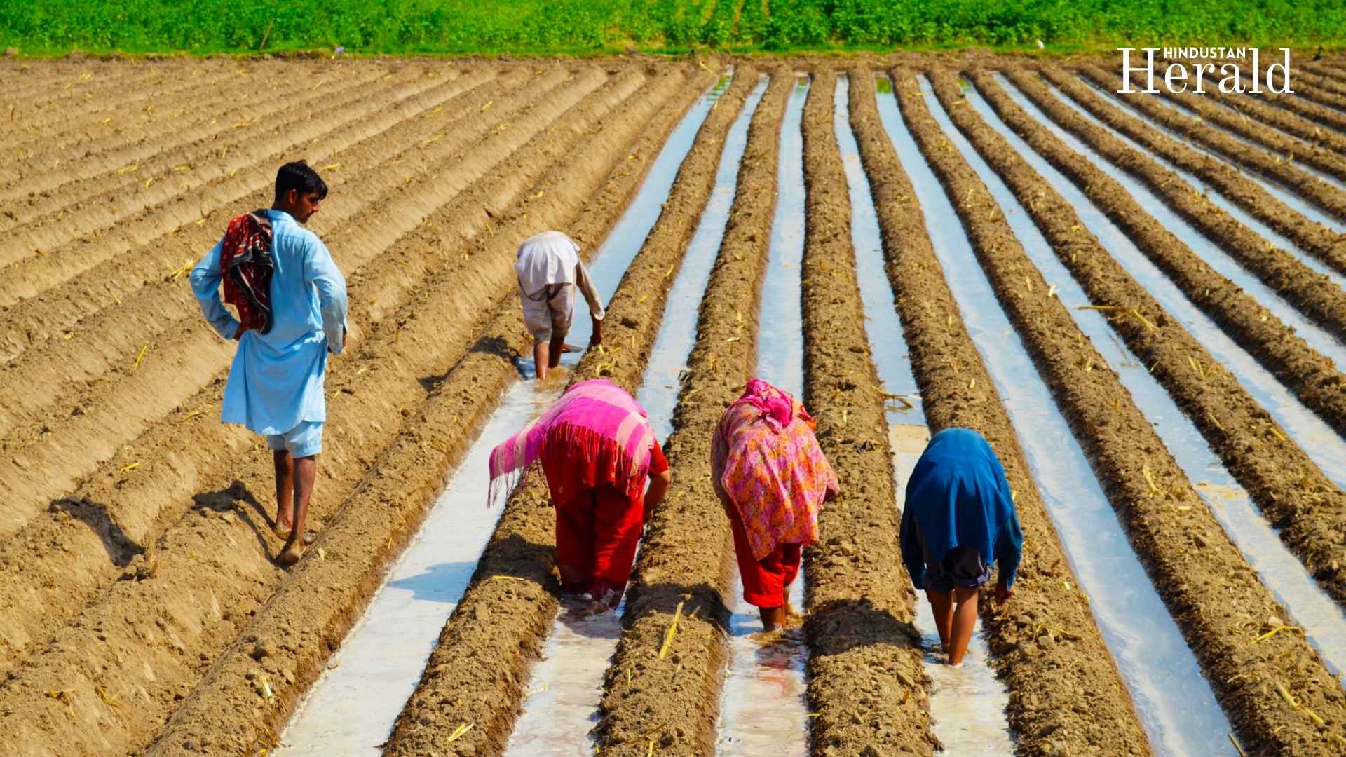 pakistan farmers