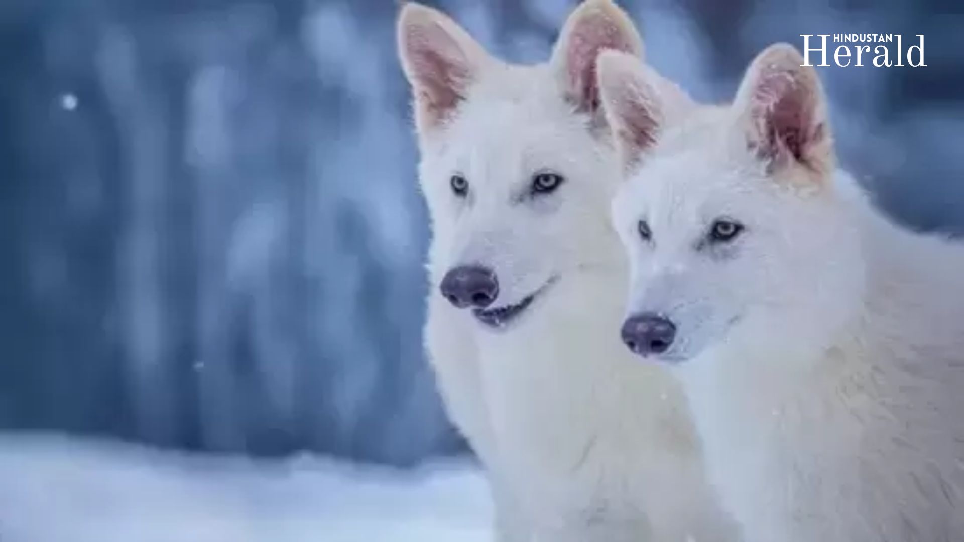 Dire wolves